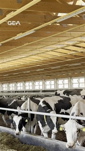 Is Batch Milking your milking style? It brings you a structured, group-based milking at fixed times. With GEA's unique subway system, key components are placed beneath the robot. Our batch milking system combines the benefits of conventional routines with the power of automation through GEA DairyRobots. ✅ Lower costs ✅ Simplified maintenance & less noise ✅ Higher throughput ✅ Reduced labour demand This is where cow comfort meets productivity. 👉🏻 Choose your milking style here: https://go.gea/3