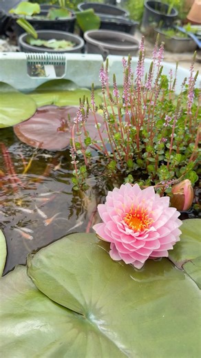5/3オリジナル睡蓮＆紅白ラメメダカ #ガーデニング #アクアリウム #flowers #ビオトープ #aquarium #睡蓮 #スイレン #メダカ #めだか #flowers #waterlily