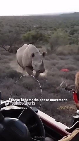 How to Survive a Charging Rhino in the Wild