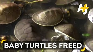 1.5M views · 21K reactions | Godspeed, tiny turtles! Shell out a little extra time to watch these little guys waddle to freedom.  | AJ+ | Facebook