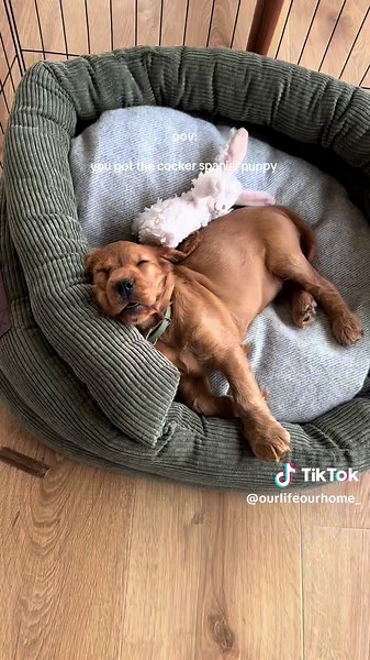 Cocker Spaniel Puppy: Adorable and Playful