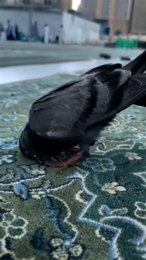 Nabi ka lab py♥️🥹🥀