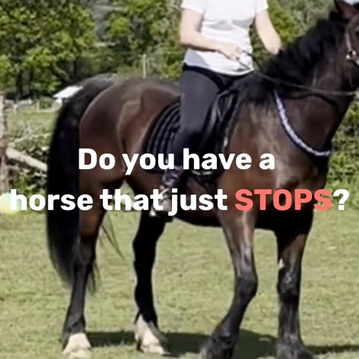 Discover the 5-step system behind Jackie’s breakthrough with her “handbrake” horse. 👇 Every ride started the same way: tension, blocking, and that invisible handbrake. No matter how hard she tried to push him forward, nothing worked. But when Jackie shifted the focus from pushing through resistance to releasing the real block, everything changed. This free guide walks you through the exact steps she used to turn a stuck, tense horse into a confident and willing partner. And it’s completely FREE