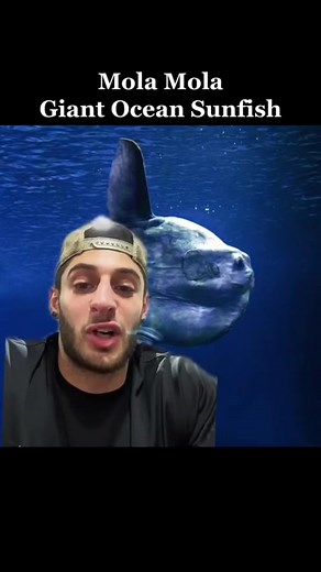 The Fascinating World of Planktonic Organisms