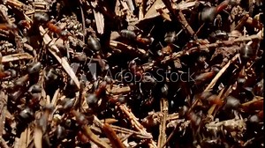 Forest ant workers (Formica Rufa) crawling on giant anthill in 4K VIDEO. Close-up. Formicary nest structure made of pine tree needles. Home for ants in natural environment.