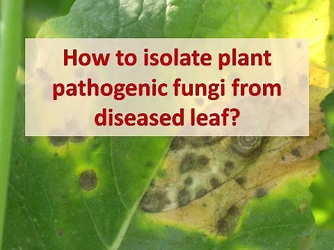 How to isolate plant pathogenic fungi from diseased leaf | Saprophyte | Isolation from leaf tissue