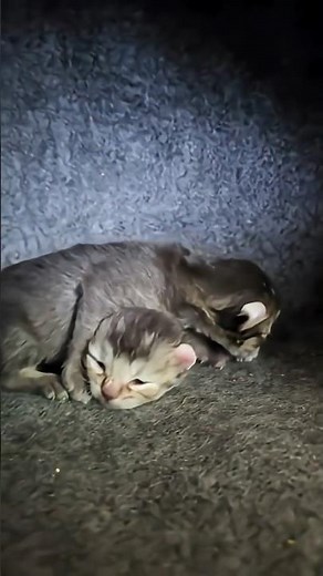Zephyr the Highlander kitten at 10 days old