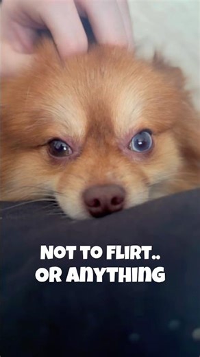 My Dogs a Flirt ❤️