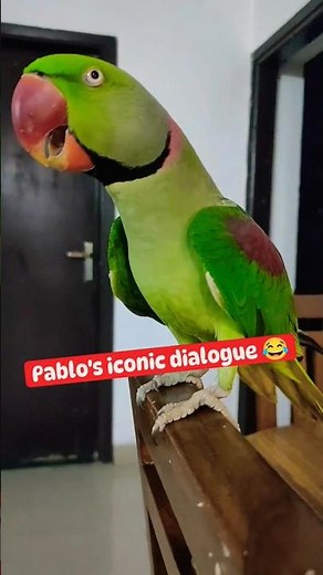 Pablo Parrot 🦜 iconic Dialogue 😂 #shorts #parrot #funny #cute #talkingparrot #viral
