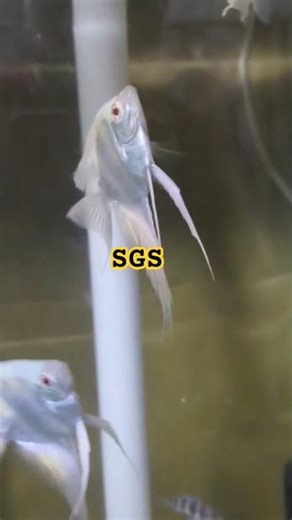 SGS ornamental angel fish