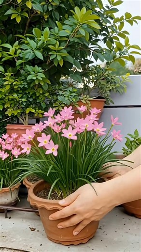 Rain Lily Plant Care 🌸 | Easy Tips for More Flowers & Healthy Growth। #flowers #garden #gardening
