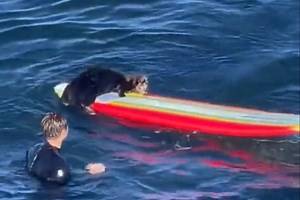 Captan momento en que una nutria roba una tabla de surf en California
