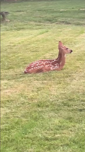 Awesome view of 2 cute fawns chilling on the lawn on a beautiful day #shorts #nature #deer #fawn