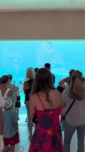31K views · 1.2K reactions | Mermaids are real at Atlantis Bahamas How magical is this? Can’t wait to be back! #mermaid #professionalmermaid #wow #aquarium #magical #performer #littlemermaid #thelittlemermaid | Mermaid Elle | Facebook