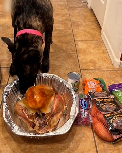 'I gave my dog a Thanksgiving taste test' 🐶😅 | Furry Tails