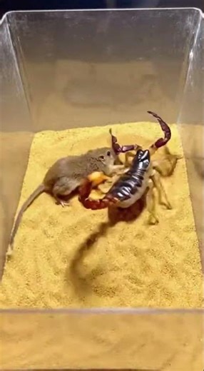 Scorpion vs Rat | 🦂🐀