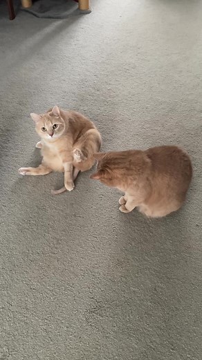 Rusty Spotted Cat Sound Compilation