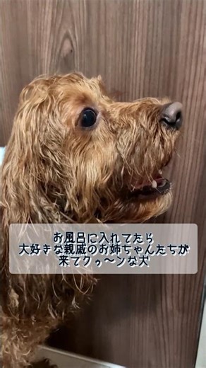 会いたくて震えていました#cockapoo #shorts