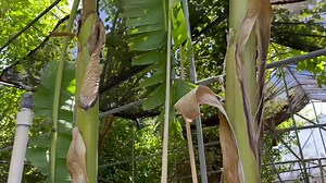 We have 2 jumbo size Blue Java Ice Cream banana plants available. 11...