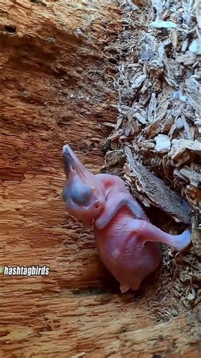 1.7M views · 10K reactions | Kingfisher nestling is taking meal. #birdlife #bird #birdwatching #birdphotography #birdlove #kingfisher #fyp #foryou #naturelove #viral | Natasha Rowe | Facebook