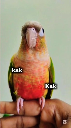 Pineapple Conure Talking/Sounds🥰