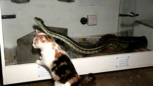 Kitten v. Python