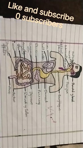 Human digestive system easy diagram 🚶🏻