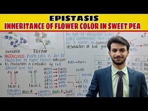 Epistasis | Inheritance of Flowers colour (Pigment Phenotype) in Sweet Pea | Genetics| Muneer