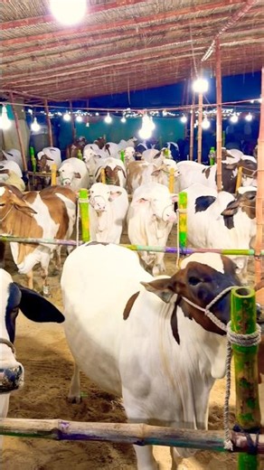 Northern Bypass Karachi Cow Mandi 2026❤️Multan Mandi❤️Bakra Eid #shorts #cow #cowvideos #bull #viral