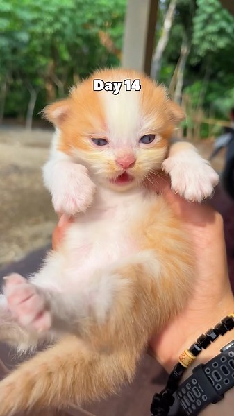 Funny kitten timelapse day 1 to 30 days #catvideos #kitten #cat #timelapse #kucing
