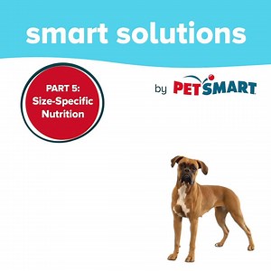 Providing the proper nutrition for a big dog is no small matter. | PetSmart