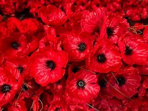 Remembrance Day
