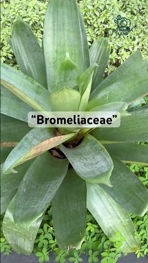 Exploring Bromelia: Keajaiban Tanaman Tropis🪴