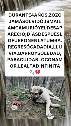 🐾 La lealtad que nunca muere: Zozo y su dueño