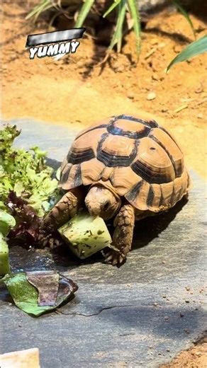 🌵 Snack Time with Kairo! 🐢 #egyptiantortoise #testudokleinmanni #shorts #foodie