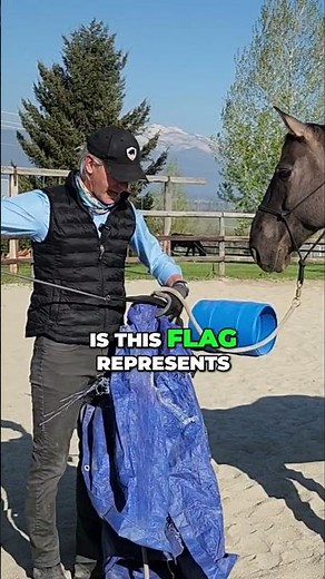 Horse Blind Spots Explained: Visual Perception Insights