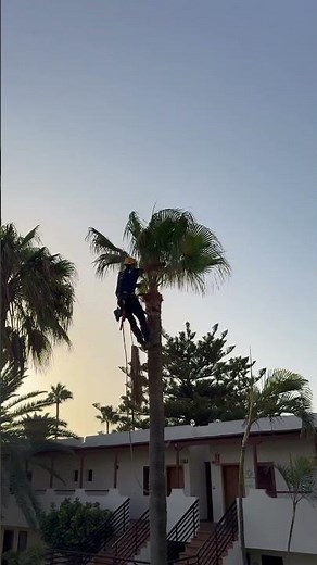 Palme zurückschneiden in luftiger Höhe 🌴 | Sicher Blätter entfernen & pflegen #farming #agrifuture