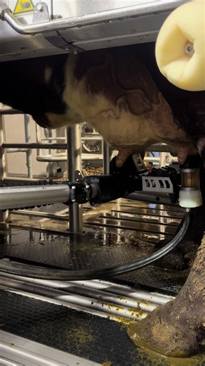 Innovations in Dairy Farming: The Role of Robots