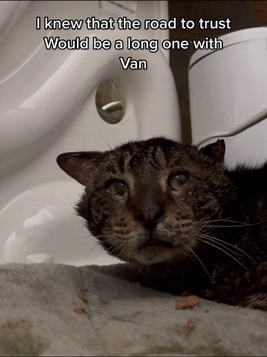 Rescuing a Feral Cat: Van's Transformation Journey