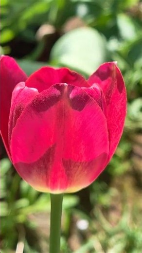 Шёпот розовых тюльпанов #foryou #flowers #flower #spring
