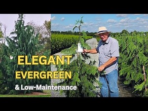 Weeping Alaskan Cedar: The Elegant, Shapely, Low‑Maintenance Evergreen Every Garden Needs