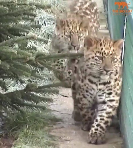 805K views · 146K reactions |  Adorable amur leopard cubs at 12 weeks old! #Throwback  Did you know, we were lucky enough to have success in the Amur leopard breeding programme on two occasions, in 2008 and 2012. #ThrowbackThursday #TheBigCatSanctuary #AmurLeopard | The Big Cat Sanctuary | Facebook