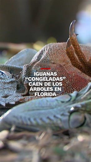 Una ola de frío que pasó por el sur de Florida hizo que las temperaturas descendieran hasta el punto de congelación, lo que provocó que iguanas de sangre fría cayeran de los árboles. El fenómeno ocurre cuando estos reptiles quedan temporalmente inmovilizados por el frío. | CNN en Español