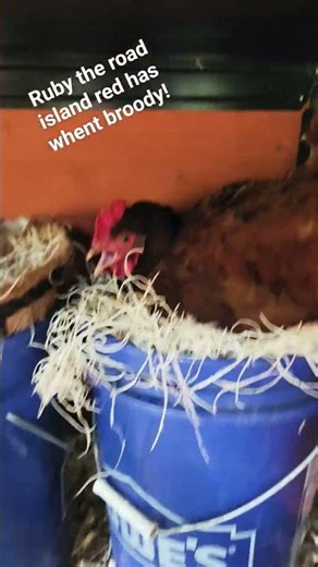 road island red whent broody!