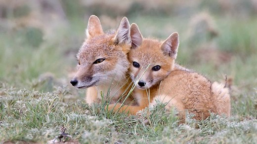 What Colors Can Foxes Be? (With Pictures!)