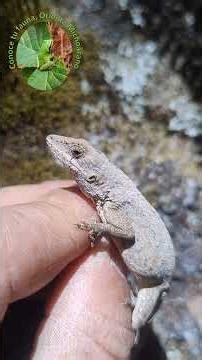 Nombre cientifico: Anolis nebulosus #biologia #naturaleza #conservacion #nature