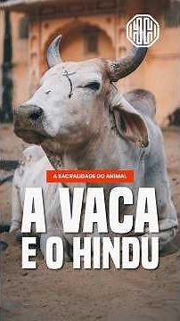 Why do Hindus venerate cows as sacred?