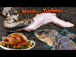 Giving our Reptiles a Thanksgiving Feast!