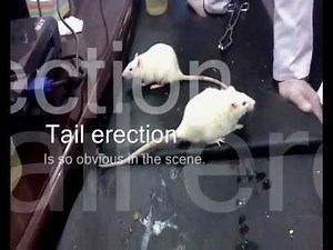 Effect of Tramadol on rats by Laith Yahya
