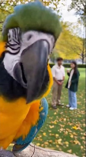 Humans seen performing mating ritual in the wild! 🦜